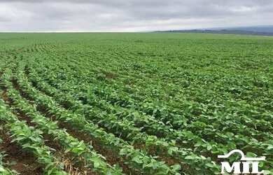 Imagem: Fazenda Sudoeste Goiano. (Irrigada e Sequeiro). 620 Alq. (3.000