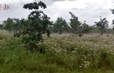 Imagem 10: Fazenda para Venda em Centro Chapada Gaúcha-MG