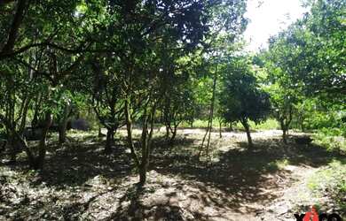 Imagem: A fazenda possui 42.000m² de Área e está localizado em Nova