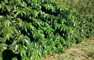 Imagem: A fazenda está localizado em Ibatiba, ES à venda por R$310.000