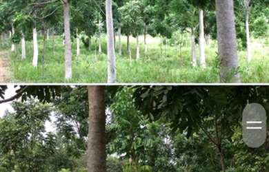 Imagem 10: Fazenda Riacho das Pedras 274 hectares 2 milhões e duzentos mil reais