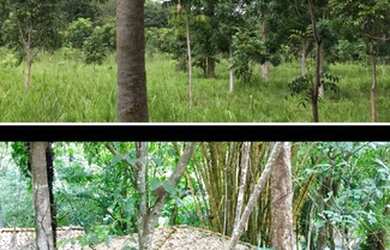 Imagem 3: Fazenda Riacho das Pedras 274 hectares 2 milhões e duzentos mil reais