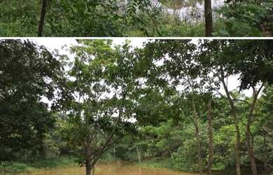 Imagem 1: Fazenda Riacho das Pedras 274 hectares 2 milhões e duzentos mil reais