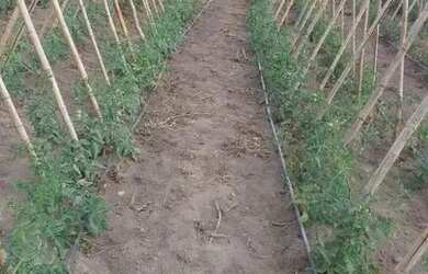 Imagem 7: Fazendinha 84 Hectares, Poço,Casa sede, Plantação Tomate