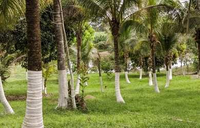 Imagem: A chácara possui Varanda e está localizado em Base, Rio Branco