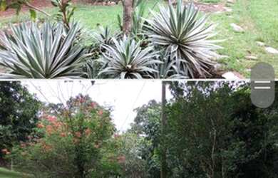 Imagem 11: Fazenda Riacho das Pedras 274 hectares 2 milhões e duzentos mil reais