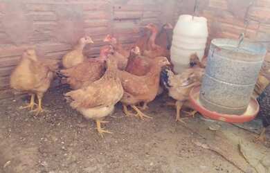 Imagem 14: Fazendinha 84 Hectares, Poço,Casa sede, Plantação Tomate