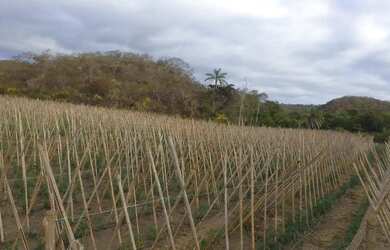 Imagem 3: Fazendinha 84 Hectares, Poço,Casa sede, Plantação Tomate