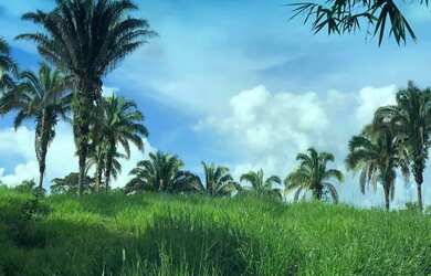 Imagem: A fazenda possui 10m² de Área e está localizado em Pires