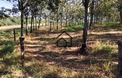 Imagem 4: Sítio à venda, 7 alqueires paulistas por R$ 1.680.000, 4 mil árvores...