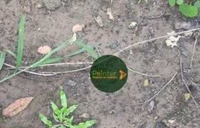 Imagem 6: Fazenda à venda, 522 hectares por R$ 10.800.000 - Zona Rural - Niquelândia/GO