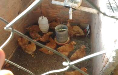 Imagem 9: Fazendinha 84 Hectares, Poço,Casa sede, Plantação Tomate