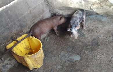 Imagem 11: Fazendinha 84 Hectares, Poço,Casa sede, Plantação Tomate
