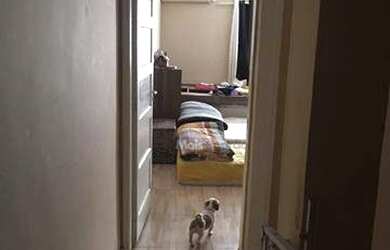 Imagem 8: Sobrado residencial à venda, Rio Pequeno, São Paulo