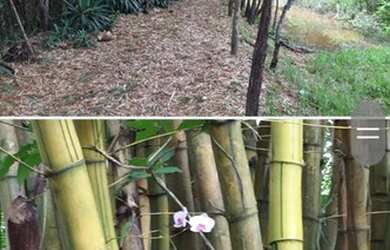 Imagem 5: Fazenda Riacho das Pedras 274 hectares 2 milhões e duzentos mil reais