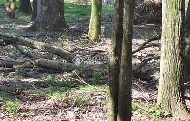 Imagem 5: Terreno em Caxias do Sul - São Virgílio