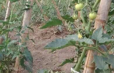 Imagem 6: Fazendinha 84 Hectares, Poço,Casa sede, Plantação Tomate