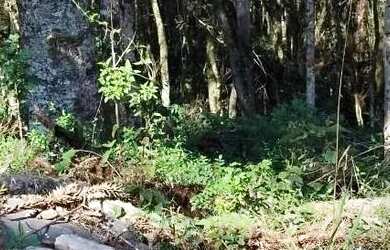 Imagem 8: Terreno para Venda em Nova Petrópolis, Linha Imperial