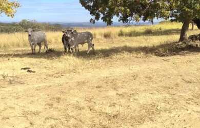 Imagem: A fazenda possui 77m² de Área, Imóvel novo e está localizado