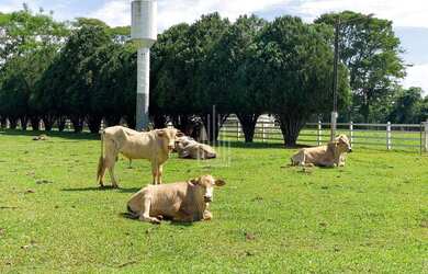 Imagem 8: AREA À VENDA EM SANTA TEREZINHA - PR