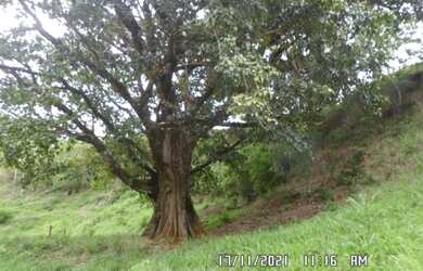 Imagem 11: 2166/Ótima fazenda de 260 ha em Além Paraíba MG