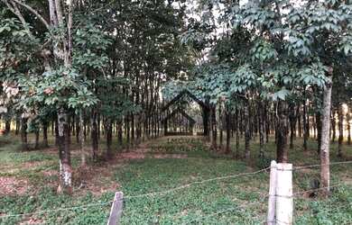 Imagem 2: Sítio à venda, 7 alqueires paulistas por R$ 1.680.000, 4 mil árvores...