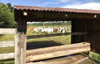 Imagem 2: Vende-se Fazenda - Iracema - RR