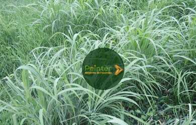 Imagem 5: Fazenda à venda, 522 hectares por R$ 10.800.000 - Zona Rural - Niquelândia/GO