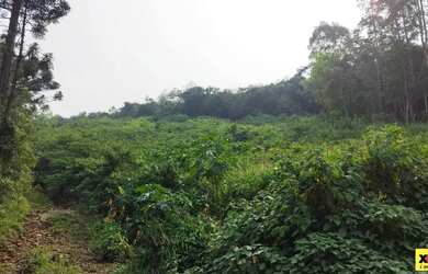 Imagem 4: Sítio / Chácara para Venda em Nova Petrópolis, Linha Olinda