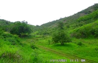 Imagem 12: 2166/Ótima fazenda de 260 ha em Além Paraíba MG