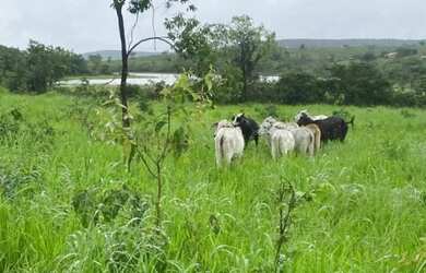 Imagem 8: Fazenda 404 hectares Próximo a Salinas/MG