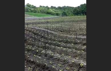 Imagem: A chácara está localizado em Areia Branca, SE à venda por