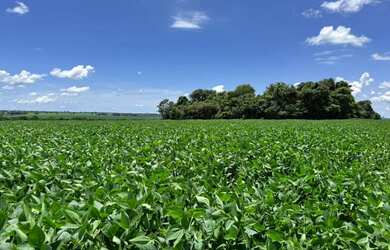 Imagem: A fazenda está localizado em Plano Diretor Sul, Palmas à venda
