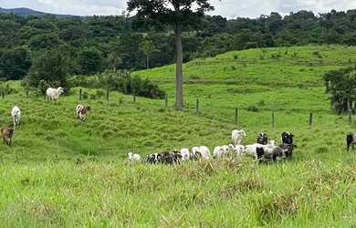Imagem 3: Fazenda Shangrilá Água Abundante Goiás