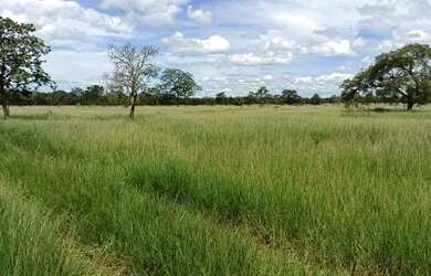 Imagem 7: 120 alqueires paulistas margem do rio aporé - pega 40 permuta