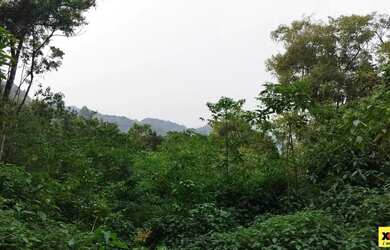 Imagem 2: Sítio / Chácara para Venda em Nova Petrópolis, Linha Olinda