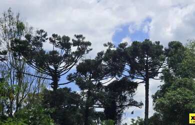 Imagem 11: Sítio / Chácara para Venda em Nova Petrópolis, Stille Eck