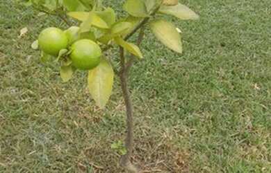 Imagem 11: Loco casa por temporada. 1 Vaga na garageme3 Dormitórios