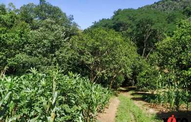 Imagem 7: Sítio / Chácara para Venda em Nova Petrópolis, Linha Temerária