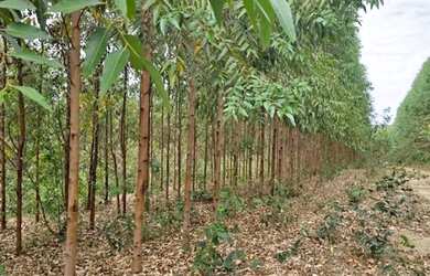Imagem 13: Fazenda 404 hectares Próximo a Salinas/MG