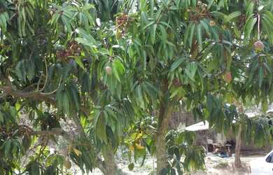 Imagem: A fazenda possui 2.630m² de Área e está localizado em Estância