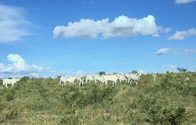 Imagem 4: Fazenda 356,85 ha - Brasilândia de Minas - MG- Estuda Permuta