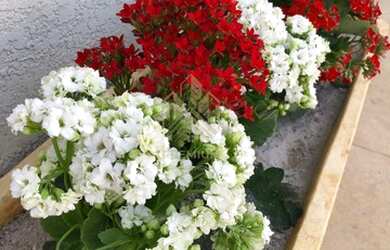 Imagem 3: Espetacular Casa 5Suítes em Vila Esperia Ou Giglio - Atibaia