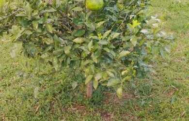 Imagem: A casa possui 4 Dormitórios e está localizado em Floresta