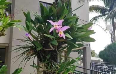 Imagem 13: Apartamento para Venda em Londrina, Parque Residencial Alcântara, 2 dormitórios,...