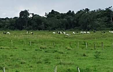 Imagem: A fazenda possui 175000m² de Área e está localizado em Castanhal