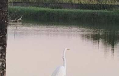 Imagem 3: Lote/Terreno para venda tem 300 metros quadrados em Unamar (Tamoios) - Cabo Frio - RJ