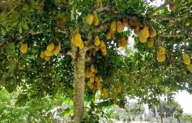 Imagem: A chácara possui 12.000m² de Área e está localizado em