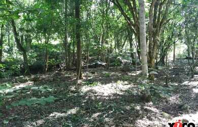 Imagem 5: Sítio / Chácara para Venda em Nova Petrópolis, Linha Temerária