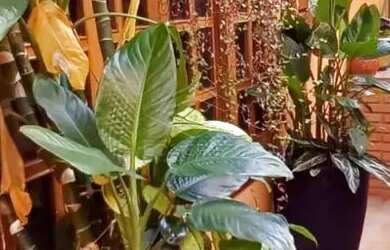 Imagem 2: Casa Residência em Jaú. Piscina, Área de serviço, 12m² de Áreae2...